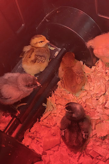 Our Chicks Hatched from 8-Point Learning Program